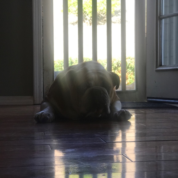 Meet your Posher, Rocco - Picture 1 of 1